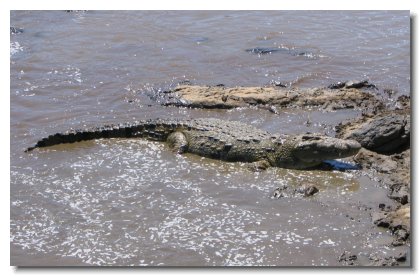 KE 202 - Mara River Crocodile